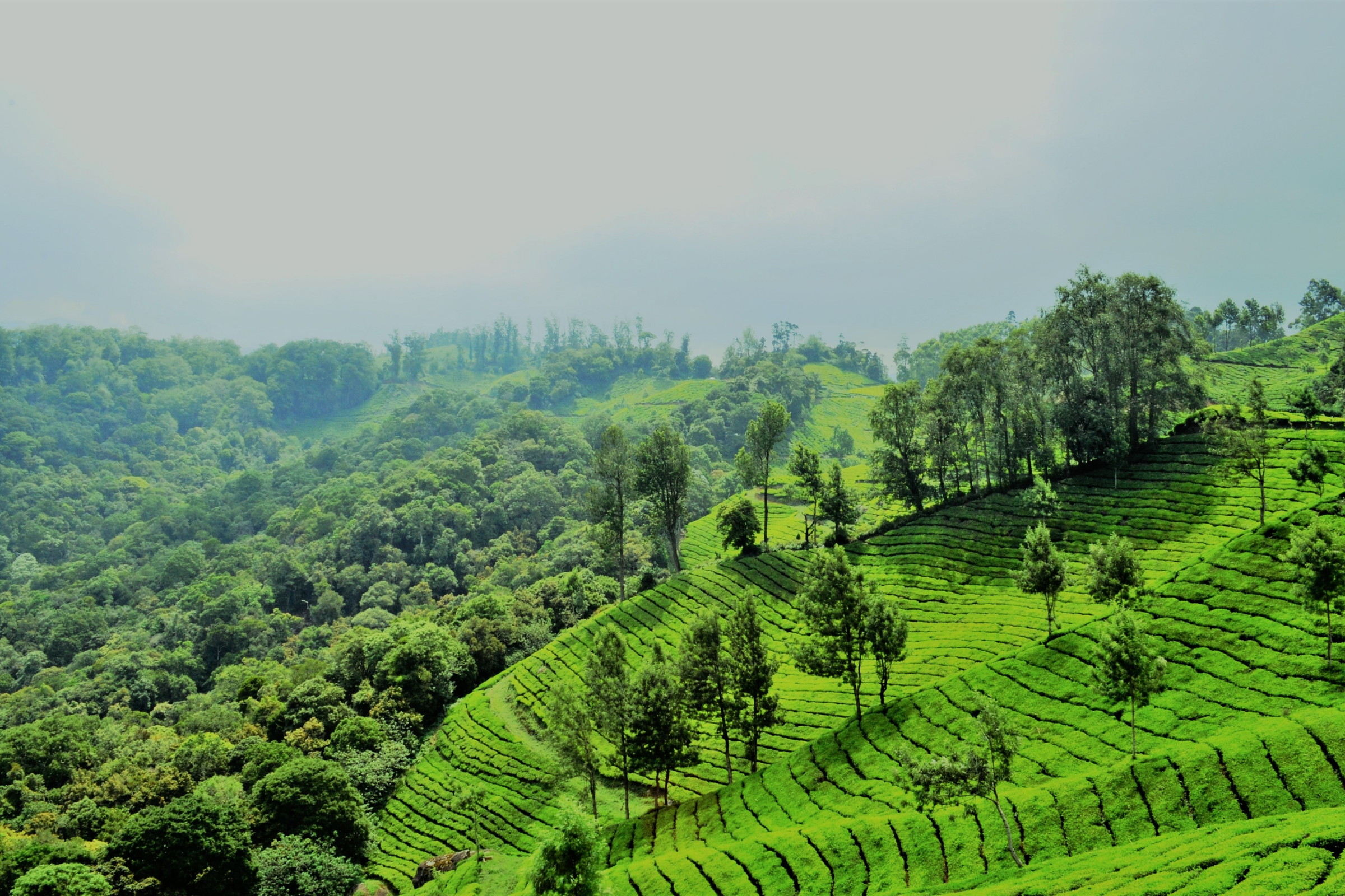kalpetta (3).webp